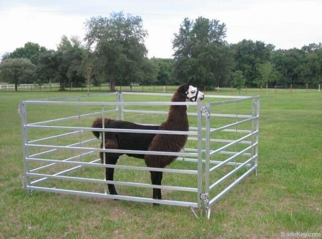 cattle panel yard