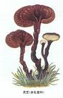 Reishi Mushroom Extract