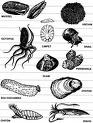 Mollusks