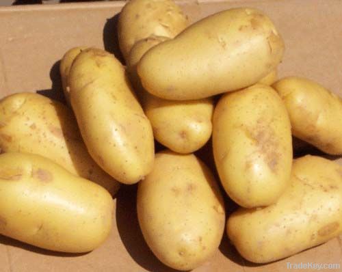 Holland potato on sale