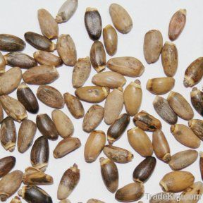 Milk thistle seeds