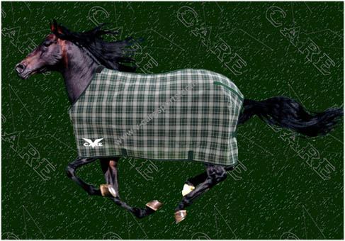 horse blanket