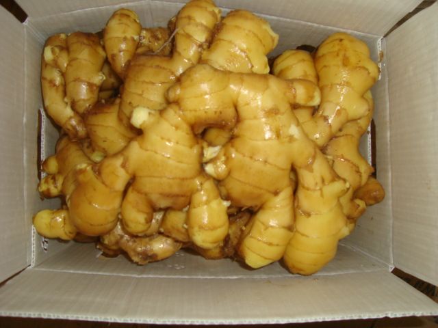 Competitive price fresh fat ginger with super quality