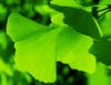 Ginkgo Biloba Extract