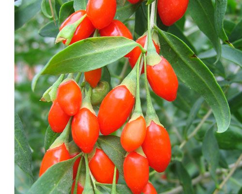 Herb seeds - Goji, Barbary Wolfberry, Matrimonyvine, Matrimony Vine, Box-thorn, Chinese Box Thorn, Chinese Matrimony Vine, Duke of ArgyllÃ¢ï¿½ï¿½s Teaplant, Wolfberry Fruit - Lycium chinense / Lycium barba