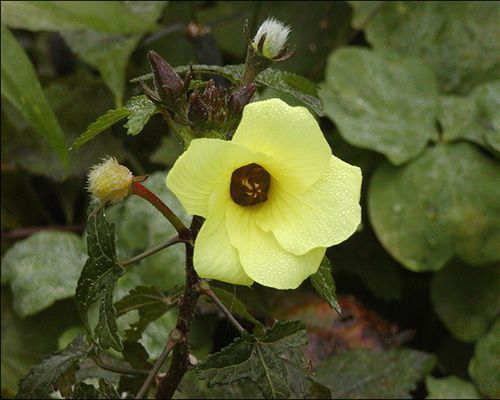 Herb seeds - Musk Mallow, Muskmallow - Abelmoschus moschatus