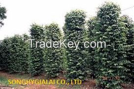 BLACK PEPPER BEST PRICE VIETNAM ORIGIN