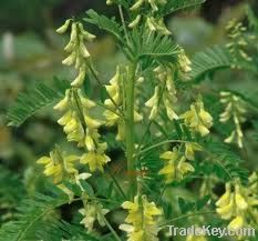 Astragalus Extract