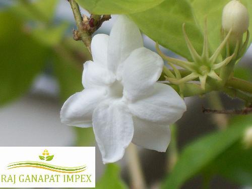 FRESH JASMINE FLOWER