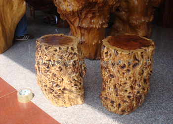 Natural root stool