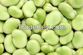 Broad Beans