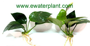 Aquarium plant and Pond plant