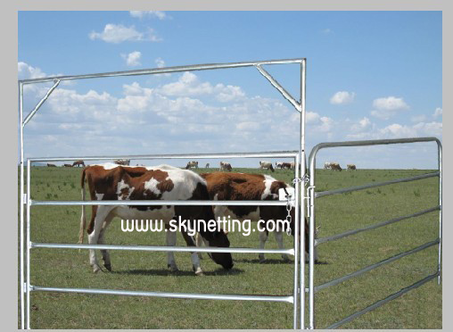 Horse Fencing