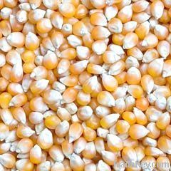 Maize | Maize Exporter | Corn Grain Seller | Maize Buyer | Bulk Maize Grain Importer | Corn bean Buyer | Corn bean Wholesaler | Corn Grain Manufacturer | Best Quality Corn Grain | Cheap Maize Supplier | Low Price Corn | Yellow Corn | White Cron | Baby Mai