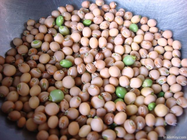 Pigeon Peas