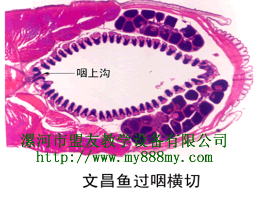 prepared slide---amphuoxus C.S through pharynx