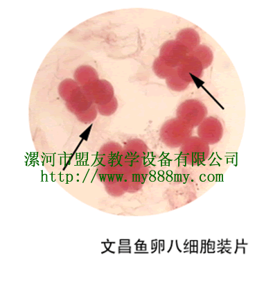 prepared slide---amphuoxus egg eight cells stage *****