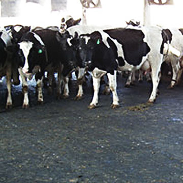 cow mat used in dairy farms for cattle, sanitary, long service time