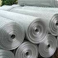 galvanized welded wire mesh