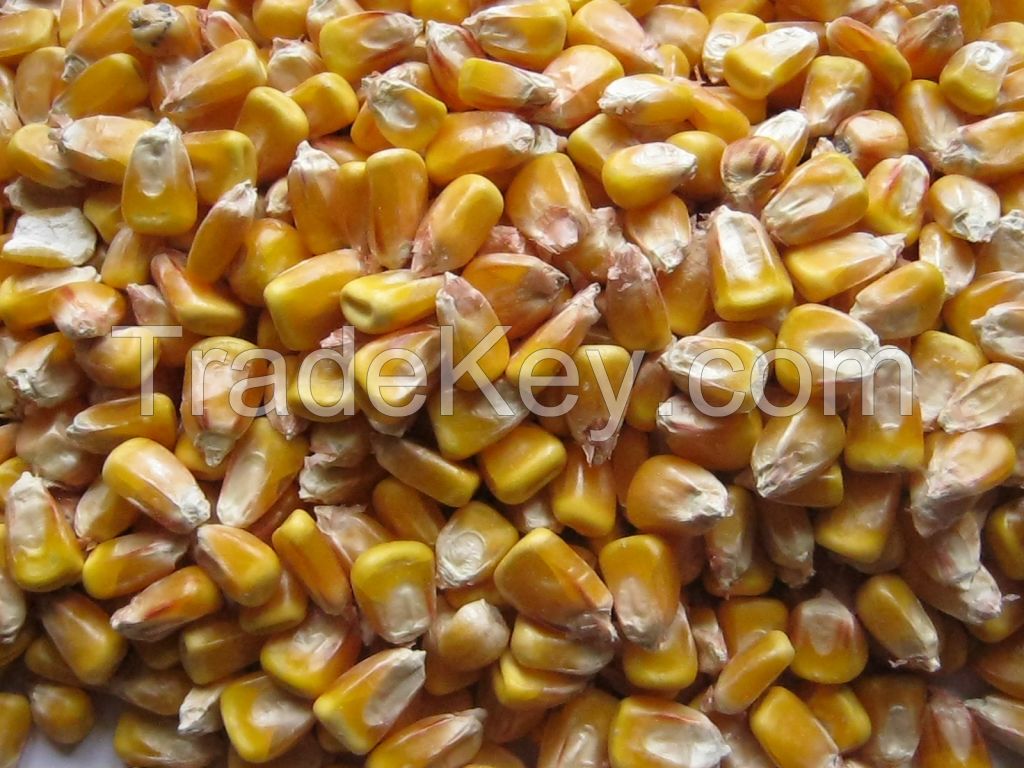 yellow corn