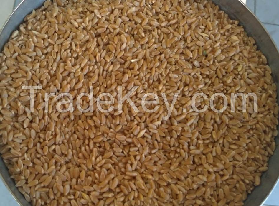 Hard wheat durum