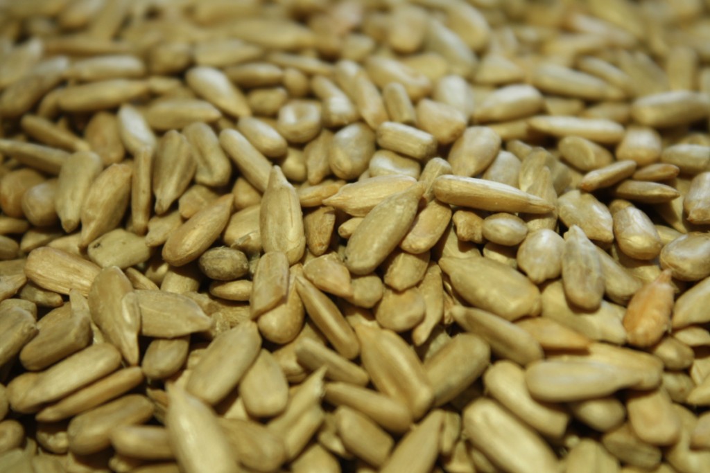 sunflower kernel