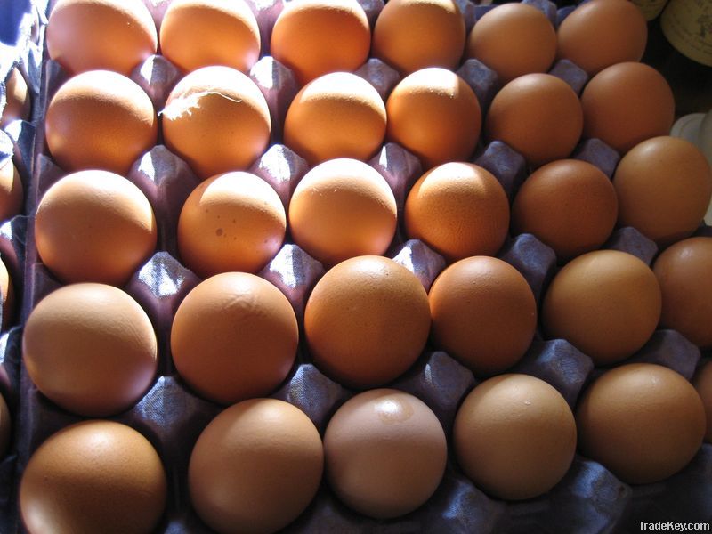 Fresh Chicken Table Eggs