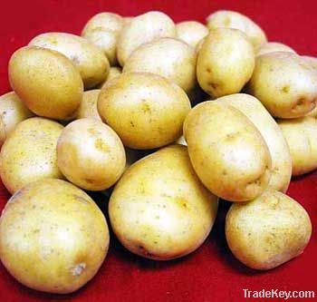 Fresh Irish Potatoes