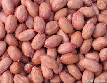 red skin peanut kernel