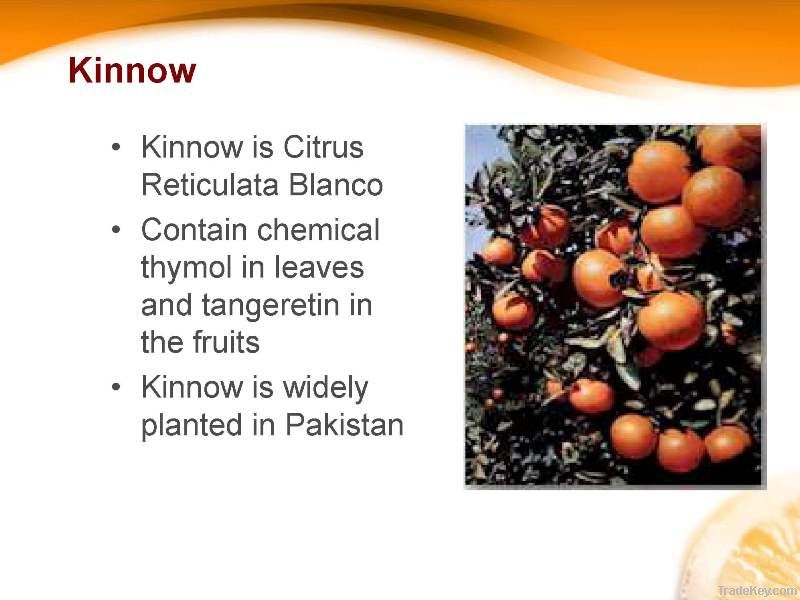 Citrus Fruit Fresh Mandarin (Kinnow)