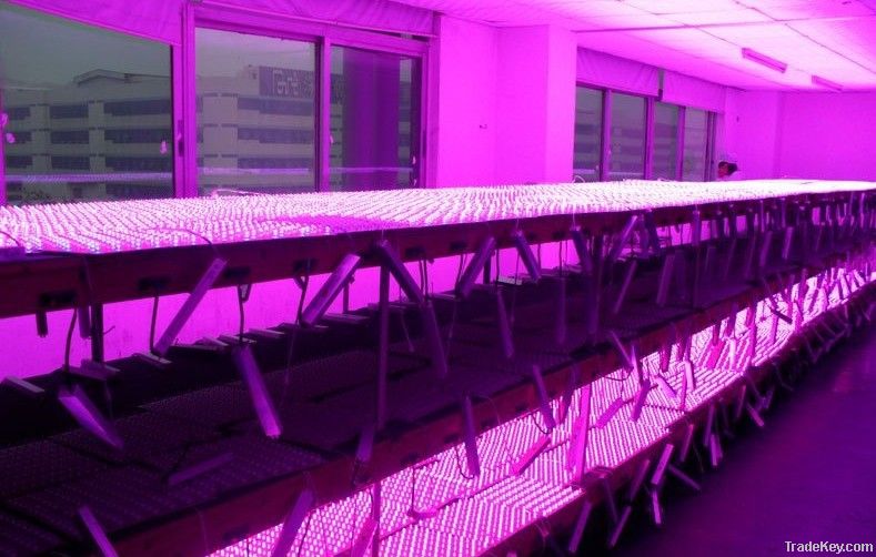 LED Grow light