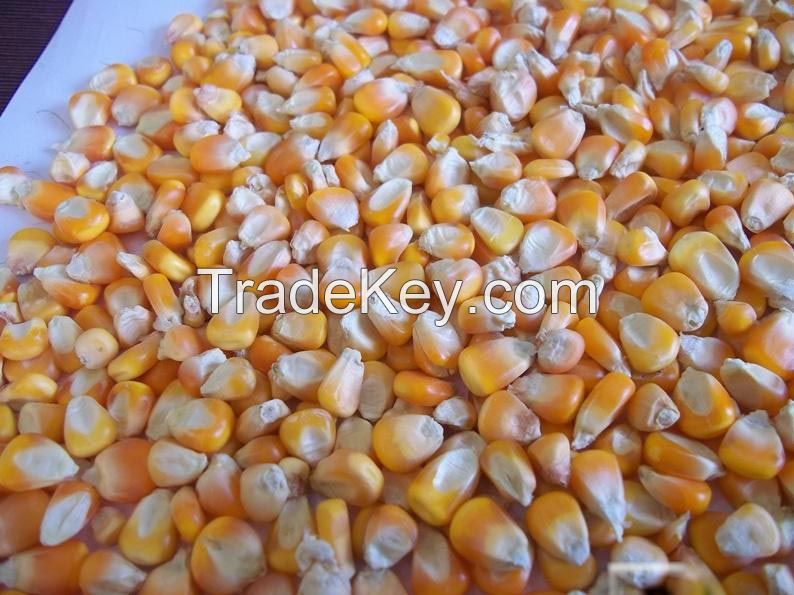 Corn for animal feed