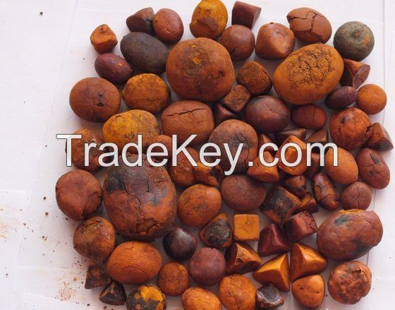 Ox cattle Gallstone