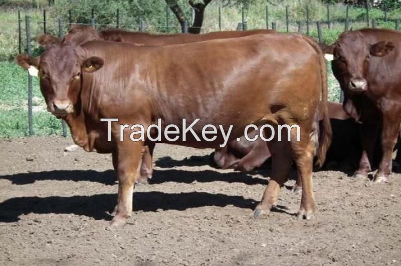  Live Bonsmara Bull/Livestock, Cattle - Bonsmara, Brahman