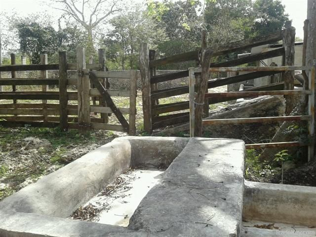 Rancho Ganadero en venta en Yucatan Mexico