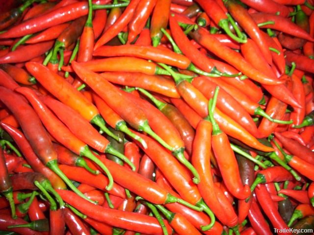 Red Chili