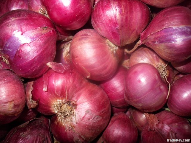 Red Onion