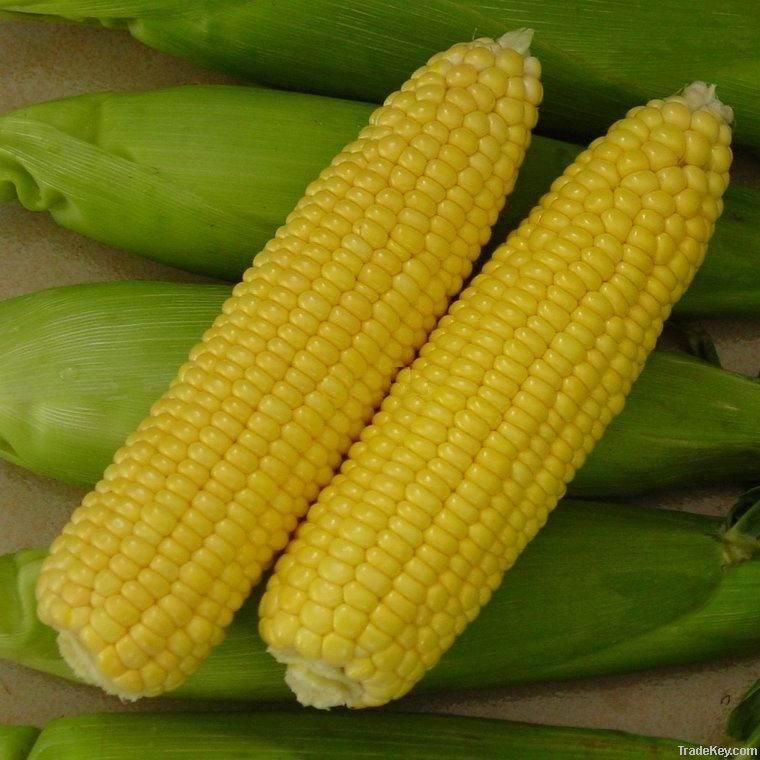 Corn Peptide