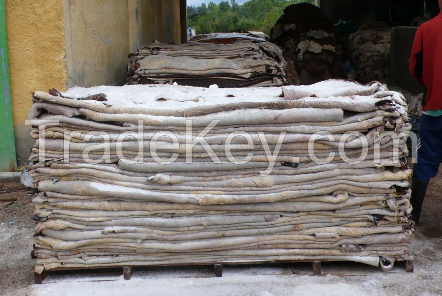 Dry and Wet Salted Donkey / Horse Hides / Wet Cow Hides