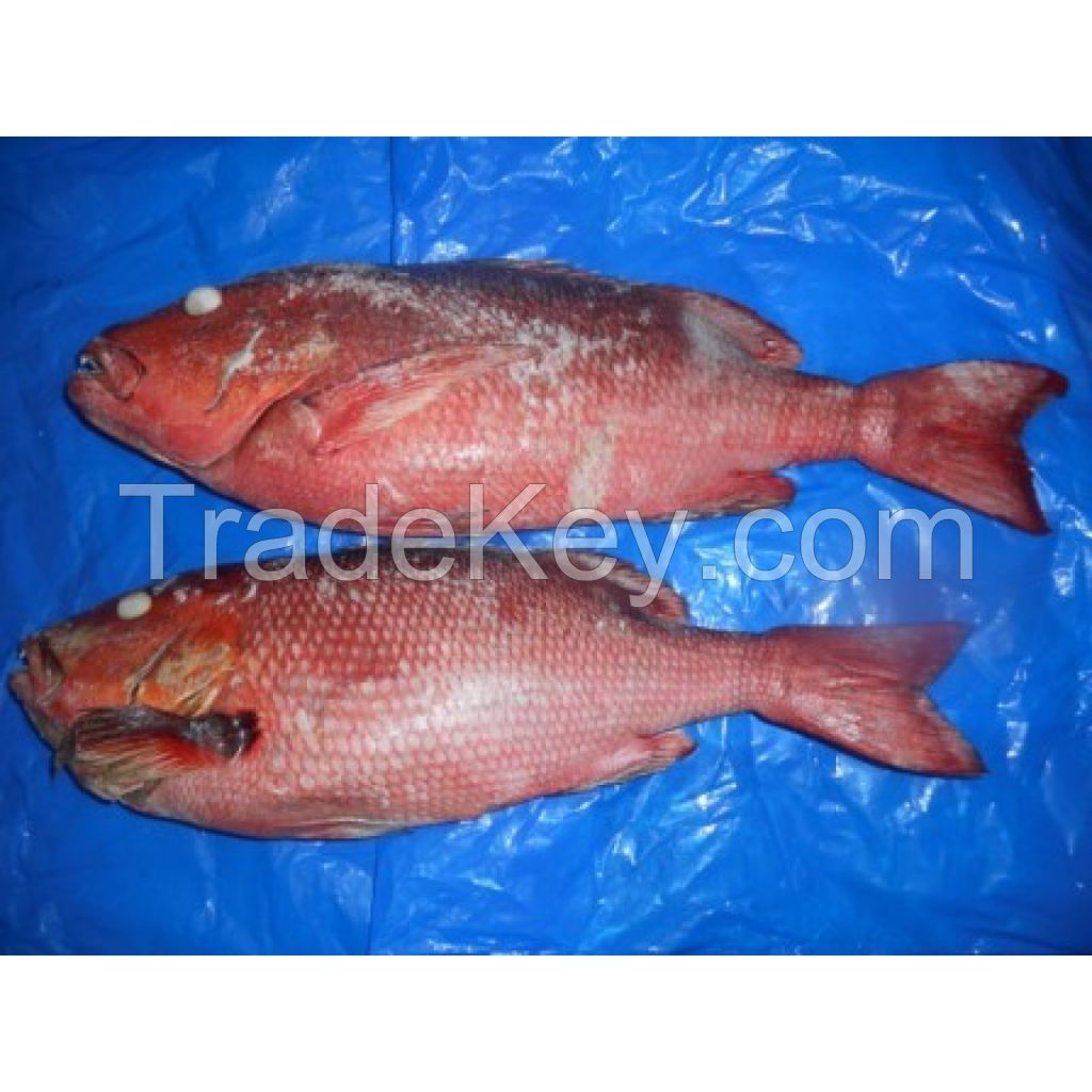 Frozen Red Snapper Fish