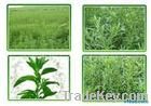 Stevia leaf extract