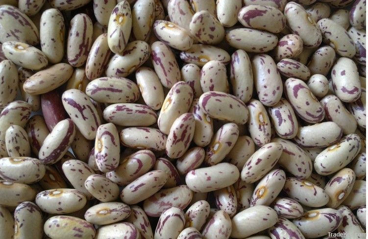 Light Speckled Kidney Beans