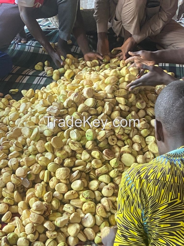 GORIYA KOLA NUT