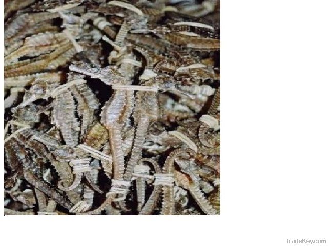 Dried Sea horses