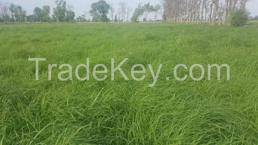 Rhodes grass