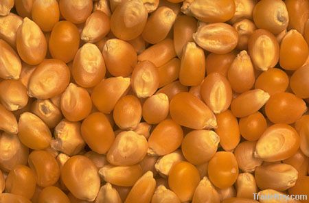 Maize | Maize Exporter | Corn Grain Seller | Maize Buyer | Bulk Maize Grain Importer | Corn bean Buyer | Corn bean Wholesaler | Corn Grain Manufacturer | Best Quality Corn Grain | Cheap Maize Supplier | Low Price Corn | Yellow Corn | White Cron | Baby Mai