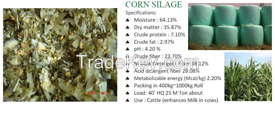 Wheat Hay Straw, Rhodes Grass, Alfalah Hay, Corn Silage