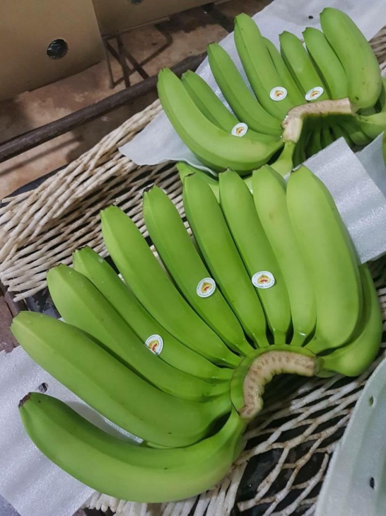 Banana, Cavendish Bananas, Fresh Green Cavendish Bananas