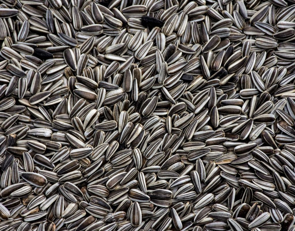 Sunflower Seeds Raw/ Fresh/ Dried