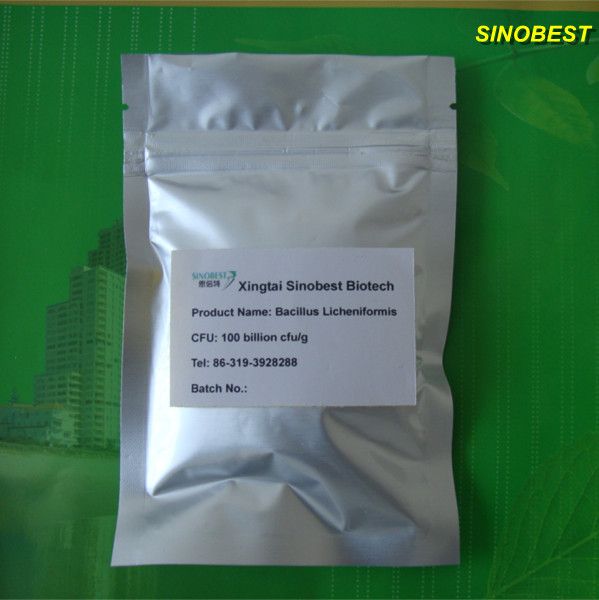 Animal Feed Additive Bacillus Licheniformis 